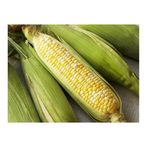 Corn X3