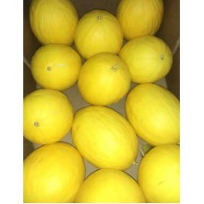 Melon Honeydew X1