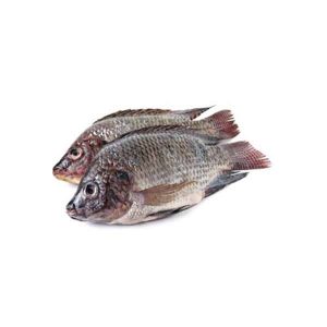 Tilapia Whole Fish (Frozen) 2.5KG