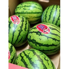 Watermelon X1